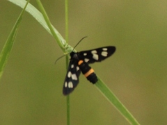 Amata caspia