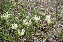 Astragalus demetrii