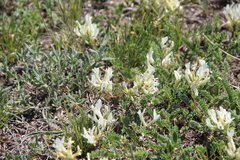 Astragalus demetrii