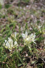 Astragalus demetrii