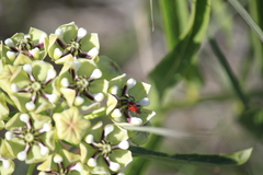 Pelonides quadrinotata