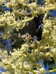Atlides polybe