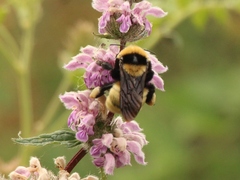 Bombus fragrans
