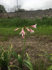 Crinum bulbispermum