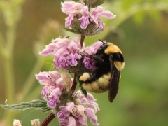 Bombus fragrans