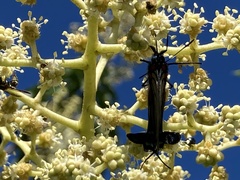 Atlides polybe