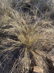 Aristida transvaalensis