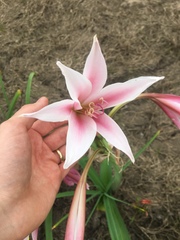 Crinum bulbispermum
