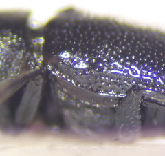 Cryptocephalus tetraspilus