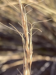 Aristida transvaalensis