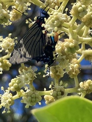 Atlides polybe