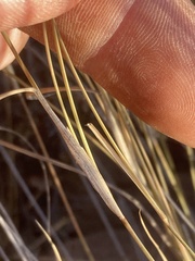 Aristida transvaalensis