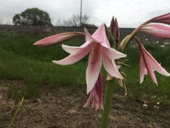 Crinum bulbispermum