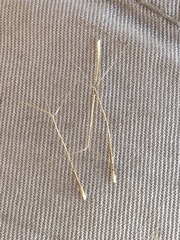 Aristida transvaalensis