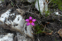 Oxalis polyphylla polyphylla