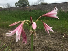 Crinum bulbispermum