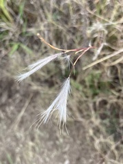 Andropogon eucomus