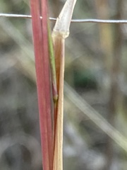 Andropogon eucomus