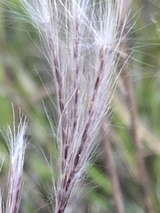 Andropogon eucomus