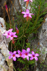 Oxalis polyphylla polyphylla