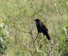 Corvus corone