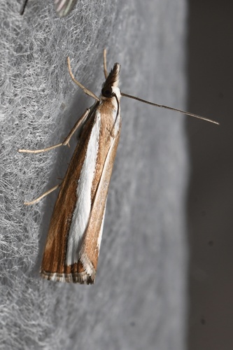 Catoptria pyramidellus Treitschke, 1832
