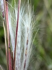 Andropogon eucomus