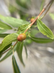 Euura salicispomum