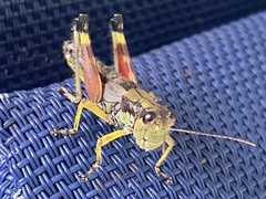 Dendrotettix quercus