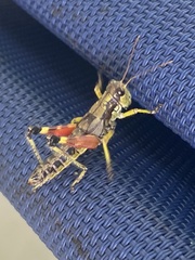 Dendrotettix quercus