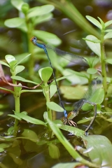 Pseudagrion rubriceps