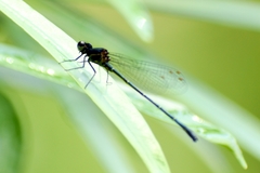 Onychargia atrocyana