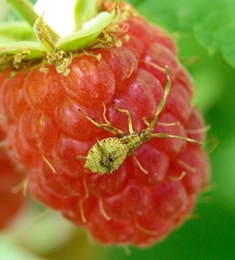 Coreus marginatus