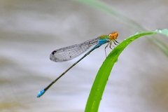 Pseudagrion rubriceps
