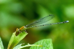 Pseudagrion rubriceps