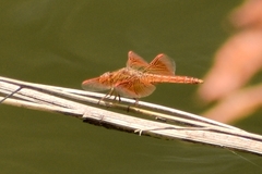 Brachythemis contaminata