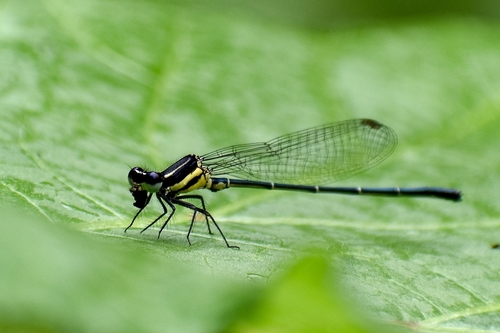 Marsh Dancer photo 3