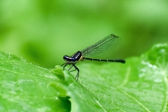 Onychargia atrocyana