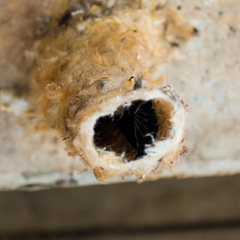 Panyptila cayennensis