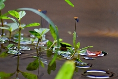 Pseudagrion rubriceps