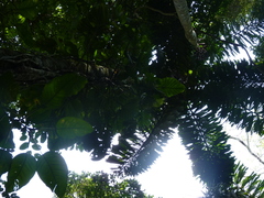 Iriartea deltoidea