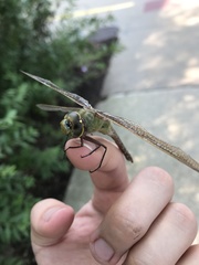 Anax junius