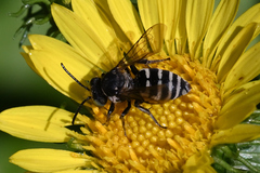 Triepeolus paenepectoralis