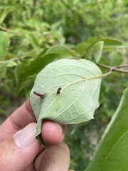 Craneiobia tuba