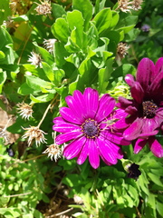 Dimorphotheca ecklonis