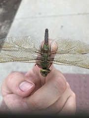 Anax junius