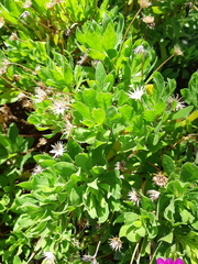 Dimorphotheca ecklonis