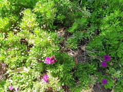 Dimorphotheca ecklonis