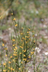 Ephedra major procera