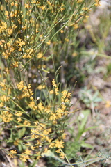 Ephedra major procera